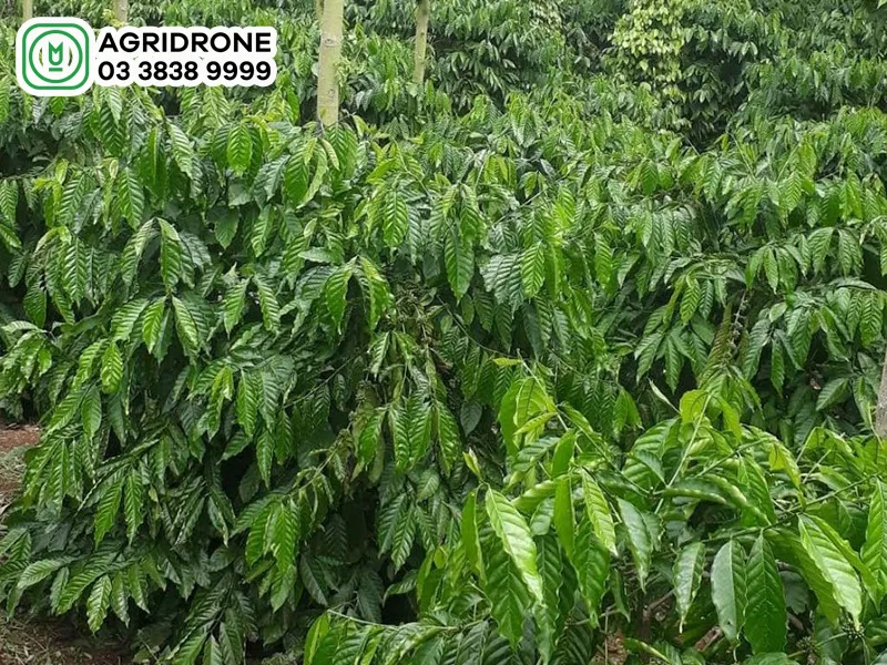 Khoảng Cách Trồng Cây Sở Tối Ưu Cho Năng Suất Cao Và Phát Triển Bền Vững