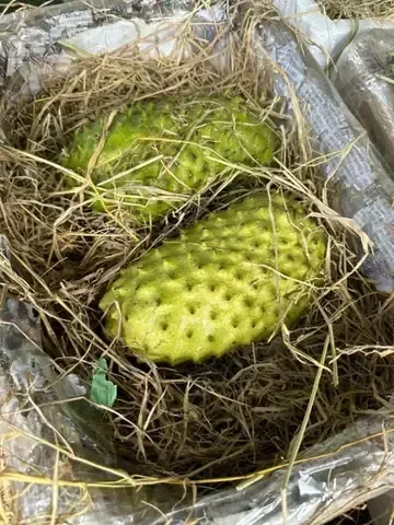 Khoảng cách trồng cây mãng cầu xiêm Thái chuẩn