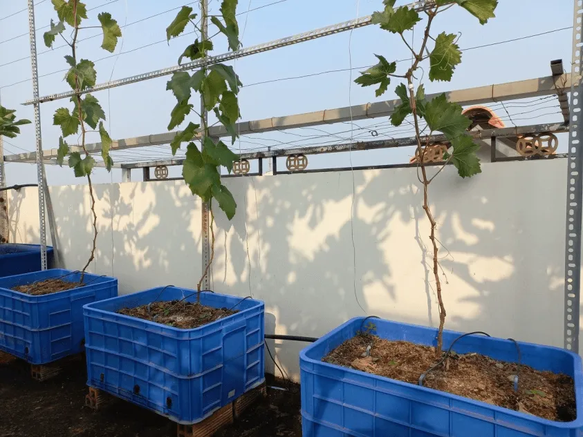 Kích thước chậu trồng nho tiêu chuẩn 50x50x50cm