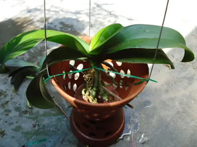 Kiểm soát nhiệt độ để điều chỉnh thời gian hoa nở