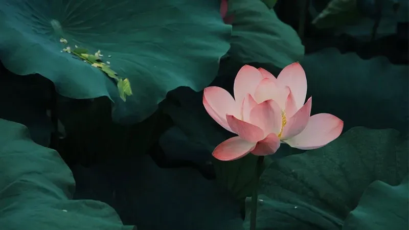 Kiểm tra độ pH của đất trồng để tối ưu cách trồng hoa cẩm chướng chùm