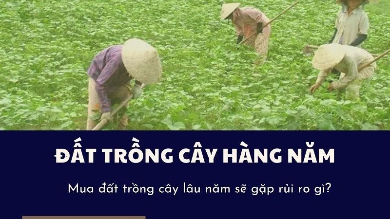 Kiểm tra tính pháp lý và giấy chứng nhận quyền sử dụng đất trồng cây hàng năm