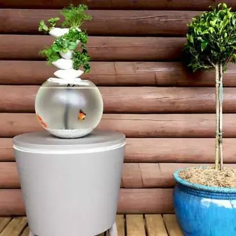 Kiểm tra và xử lý sớm sâu bệnh giúp duy trì vẻ đẹp và sức sống của Cây Lưỡi Hổ Thái Lan