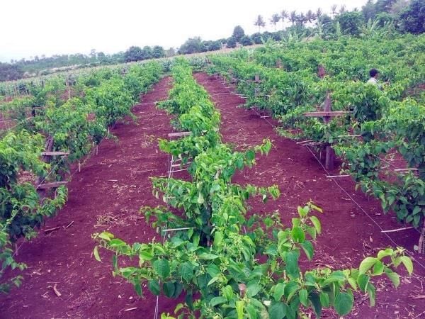 Kỹ Thuật Trồng Chanh Dây Toàn Diện: Chuẩn Bị Đất, Làm Giàn Và Chăm Sóc Đạt Năng Suất