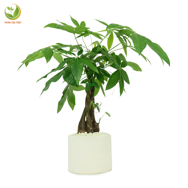 Cách Trồng Cây Để Bàn: Hướng Dẫn Chi Tiết Chăm Sóc Cây Kim Ngân Bím