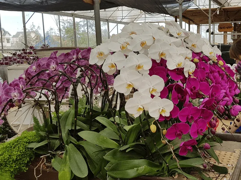Kinh nghiệm quan trọng khi chọn mua và chơi các loại hoa lan