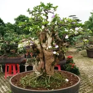 Kỹ thuật cắt tỉa cành cây cảnh (cách chăm sóc cây mai nhỏ) để tạo dáng