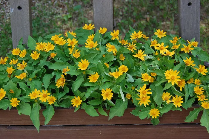 Kỹ thuật cắt tỉa cành và tạo tán cho hoa Đỗ Quyên trước Tết