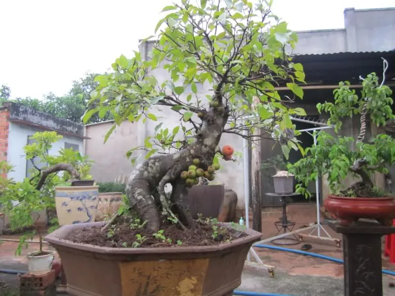 Kỹ thuật cắt tỉa lá sung cảnh để đạt kích thước nhỏ, phù hợp bonsai