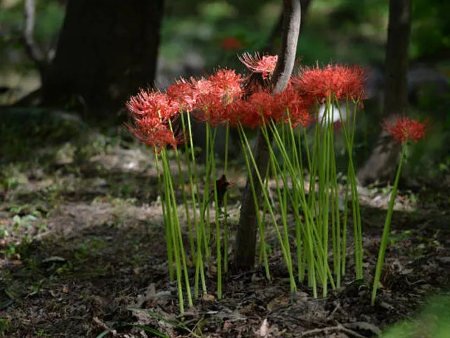 Kỹ thuật chăm sóc bỉ ngạn hoa sau khi đã áp dụng cách trồng