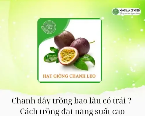 Kỹ thuật chăm sóc cành và lá cây táo khỏe mạnh