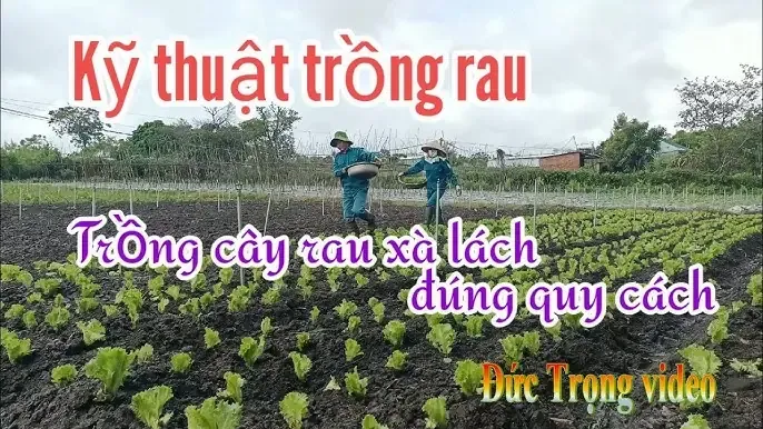 Kỹ thuật chăm sóc cây cảnh nói chung, áp dụng cho việc chăm sóc lá và thân cây đại phát tài