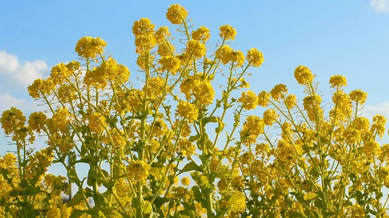 Kỹ thuật chăm sóc cơ bản và cách trồng hoa cải vàng để cây ra hoa đẹp