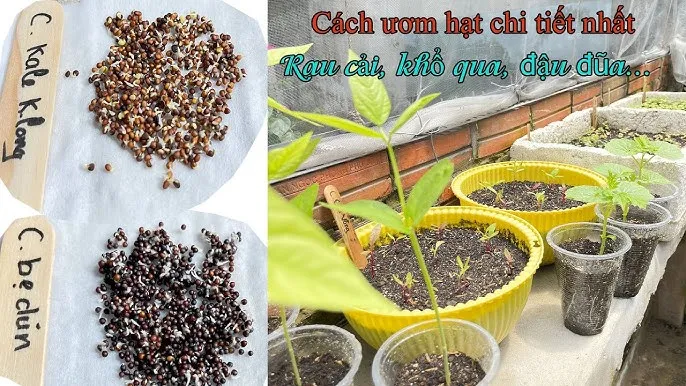 Kỹ thuật chăm sóc hoa chuông vàng ra hoa đều
