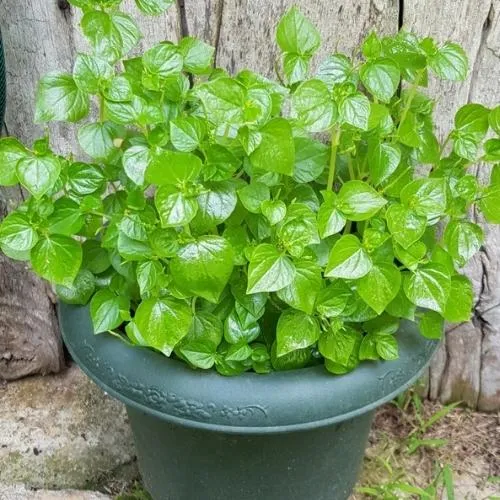 Kỹ thuật chăm sóc rau càng cua tại nhà