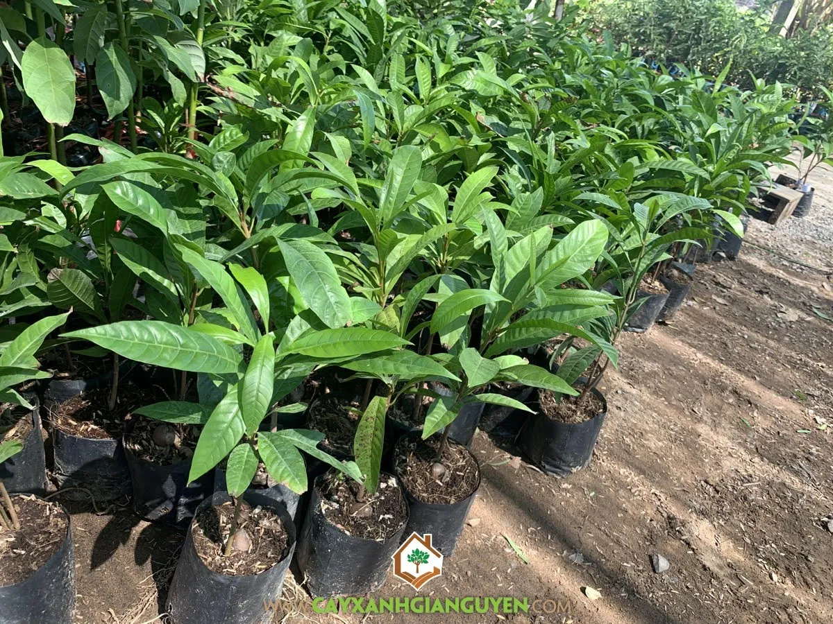 Kỹ thuật đặt cây lê ki ma giống vào hố trồng đã chuẩn bị sẵn, đảm bảo rễ không bị tổn thương