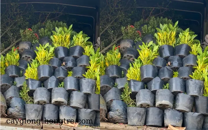 Kỹ thuật giâm cành cây cô tòng lá đốm đảm bảo tỷ lệ sống cao