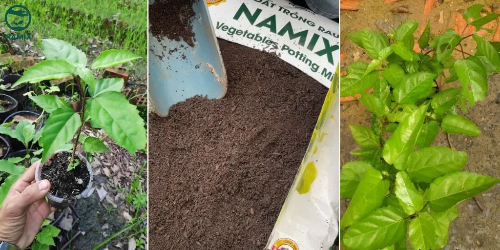 Kỹ thuật giâm cành cây lá cách đơn giản tại nhà