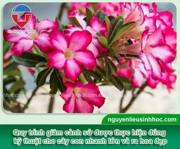 Kỹ thuật giâm cành hoa sứ và các loại giá thể trồng chuyên dụng