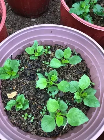 Kỹ thuật gieo hạt giống hoa cúc Đài Loan và chăm sóc cây con