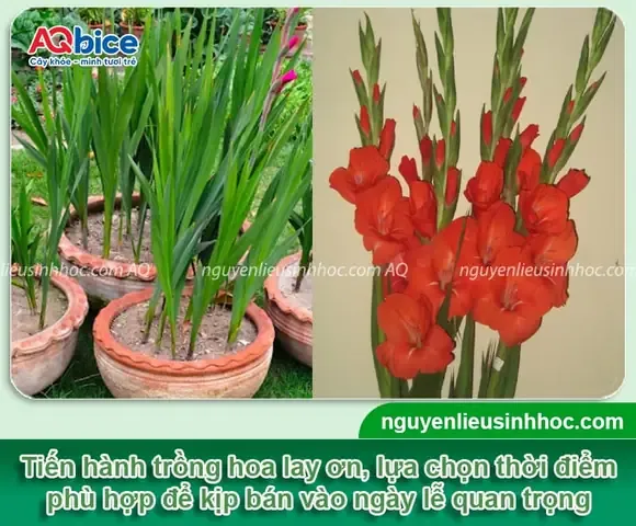 Kỹ thuật kích thích rễ cho cây sầu riêng non