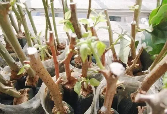 Kỹ thuật làm bầu đất và chuẩn bị giá thể cho cách trồng phôi hoa giấy