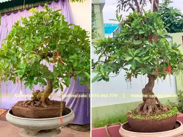 Kỹ thuật ngâm cành táo để kích thích ra rễ