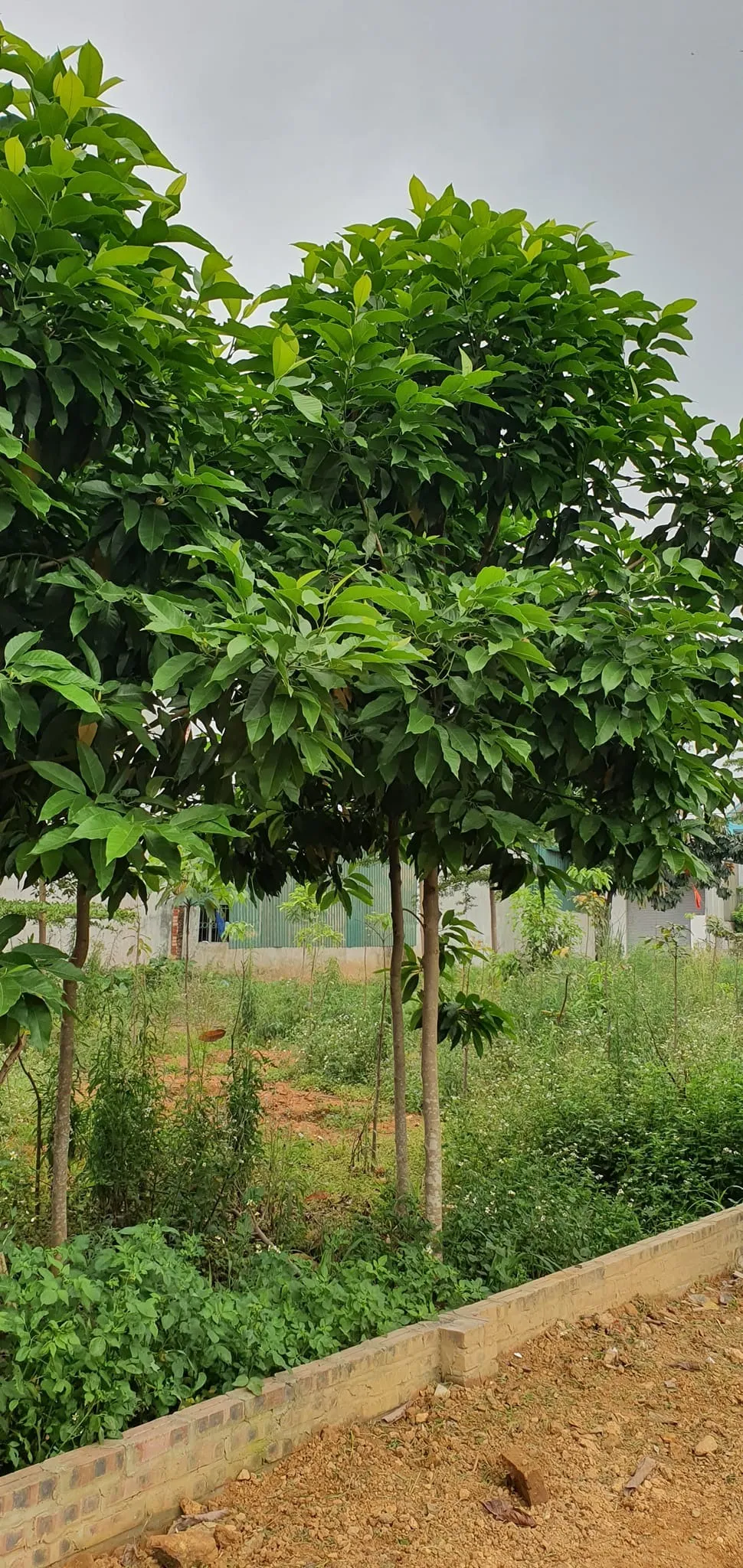 Kỹ thuật tỉa cành ngọc lan