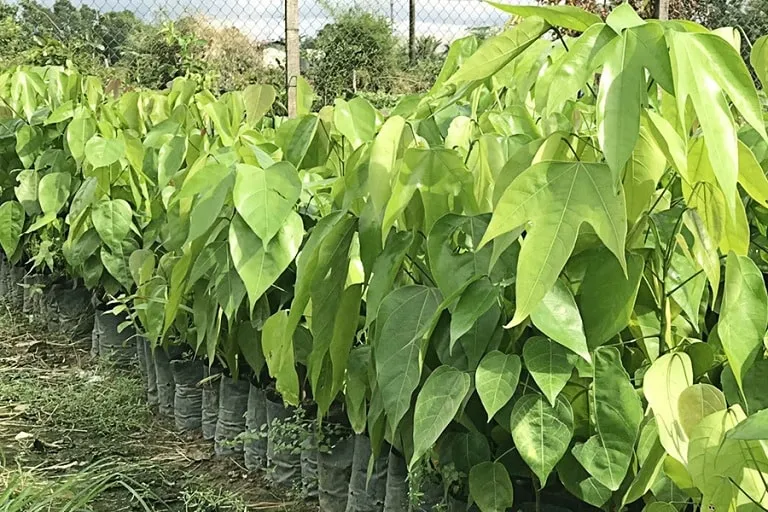 Kỹ thuật trồng cây đười ươi Sterculia foetida hiệu quả