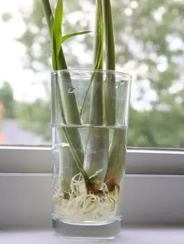 Kỹ thuật trồng cây táo trong nước đơn giản