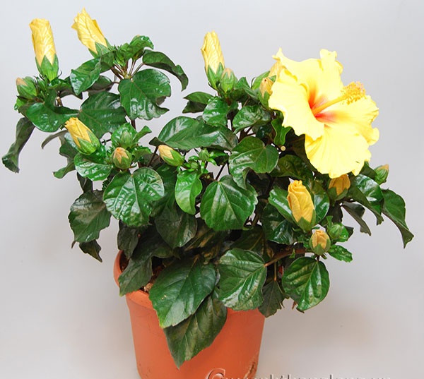 Cách Trồng Hoa Râm Bụt Thái Từ A Đến Z Đạt Hoa Lớn, Màu Sắc Rực Rỡ