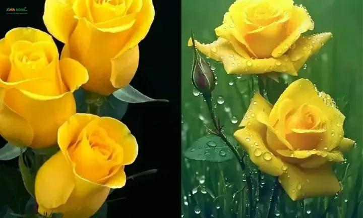 Kỹ thuật trồng hoa hồng vàng trong chậu cần chú ý đến kích thước chậu và hệ thống thoát nước