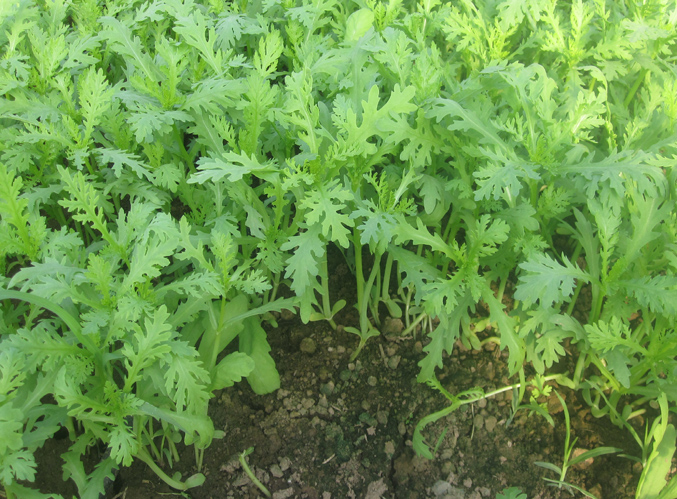 Cách Trồng Cây Cải Cúc Chuẩn Kỹ Thuật Cho Năng Suất Cao