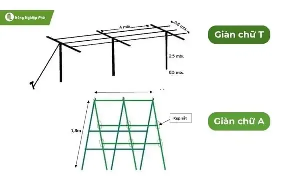 Kỹ thuật trồng và chăm sóc cây sung cổ thụ cho quả sai