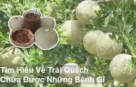 Kỹ Thuật Tưới Nước Và Bón Phân Cho Cây Quách Giai Đoạn Kiến Thiết Cơ Bản