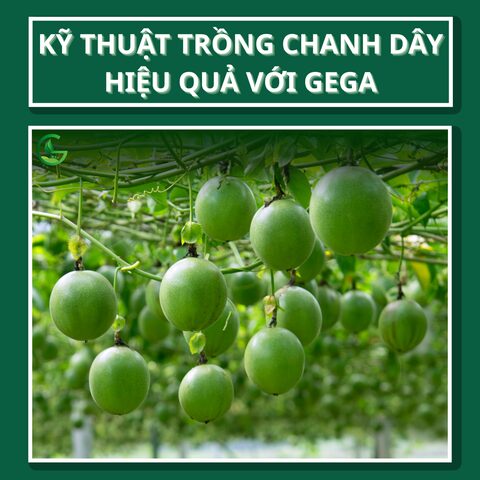 Kỹ Thuật Trồng Chanh Dây Chuẩn Khoa Học: Hướng Dẫn Chi Tiết Từ A Đến Z