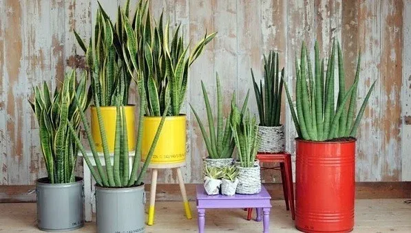 Lá cây lưỡi hổ bị cháy nắng khi phơi dưới cường độ ánh sáng gắt quá lâu