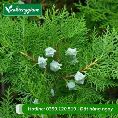 Lá cây thuộc bài non có màu xanh và vàng lốm đốm, thể hiện sự sinh trưởng tốt