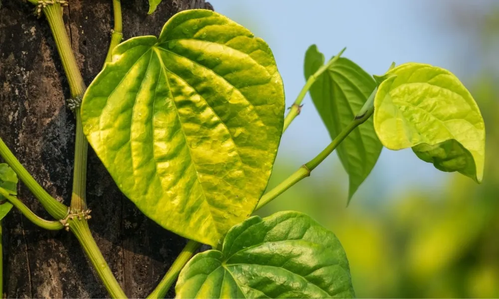 Lá trầu không có đặc điểm hình trái tim