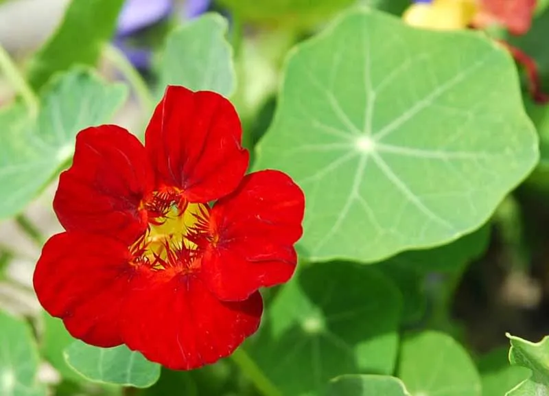 Lá và hoa sen cạn, minh họa khả năng đuổi muỗi và tác dụng của loài thực vật này