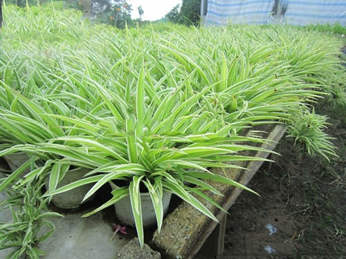 Cách Trồng Cây Bạch Chỉ: Kỹ Thuật Chuyên Sâu Đạt Năng Suất Cao