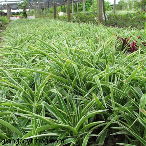 Cách Trồng Cây Bạch Chỉ: Kỹ Thuật Chuyên Sâu Đạt Năng Suất Cao