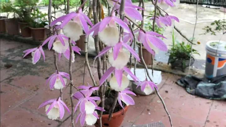 Lan Hạc Vỹ nở hoa thác đổ tím rực rỡ