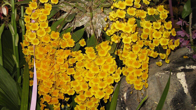 Cách Chăm Sóc Lan Tam Bảo Sắc Ra Hoa: Kỹ Thuật Toàn Diện Từ A Đến Z