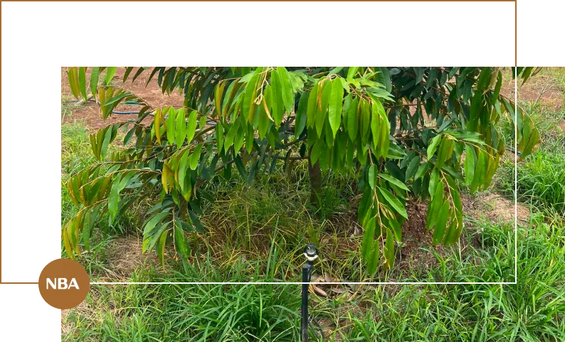 Lắp đặt béc tưới tự động cho vườn cây ghép tại Cẩm Mỹ Đồng Nai