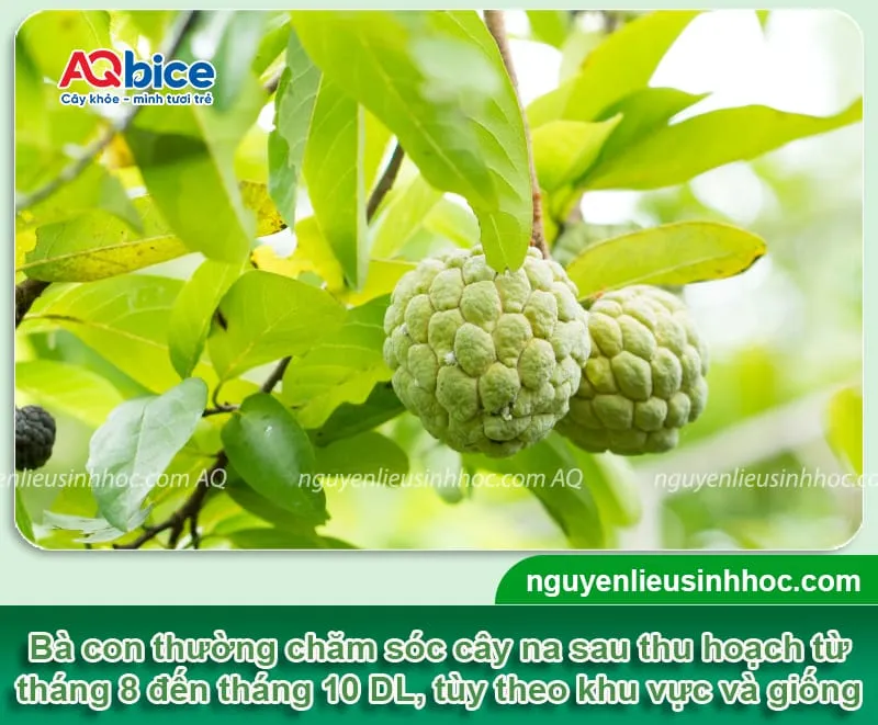 Lịch thời vụ chăm sóc và cắt tỉa cành cây na phù hợp theo tháng