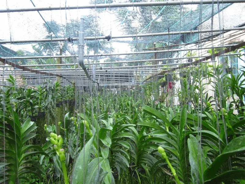 Lịch tưới nước và độ ẩm lý tưởng trong cách chăm sóc lan Dendrobium