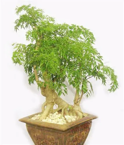 Loài cây này là một vị thuốc quý