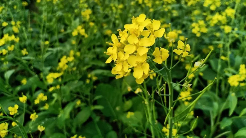 Lợi ích phong thủy của hoa cải vàng đối với người mệnh Kim và mệnh Thủy