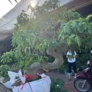 Lợi thế đặc biệt của cây sung cổ thụ được khai thác từ vùng núi